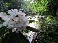 rhododendron