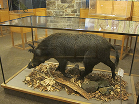 wild boar