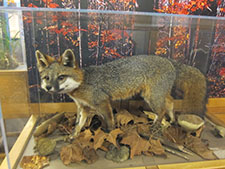 sugarlands visitor center