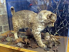 bobcat