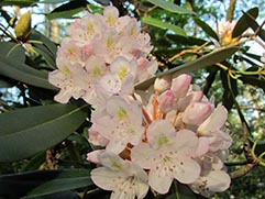 rhododendron