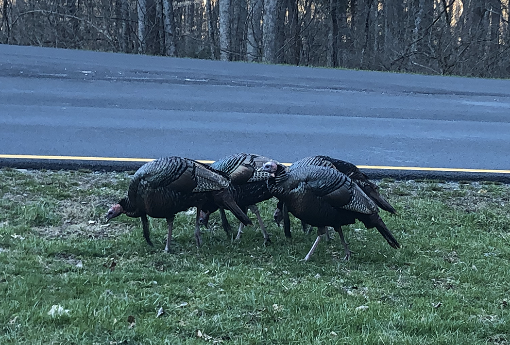 wild turkeys