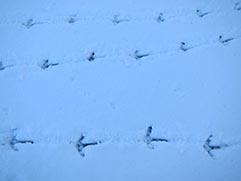 deer tracks in snow