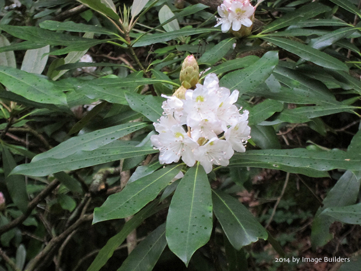 mountain laurel