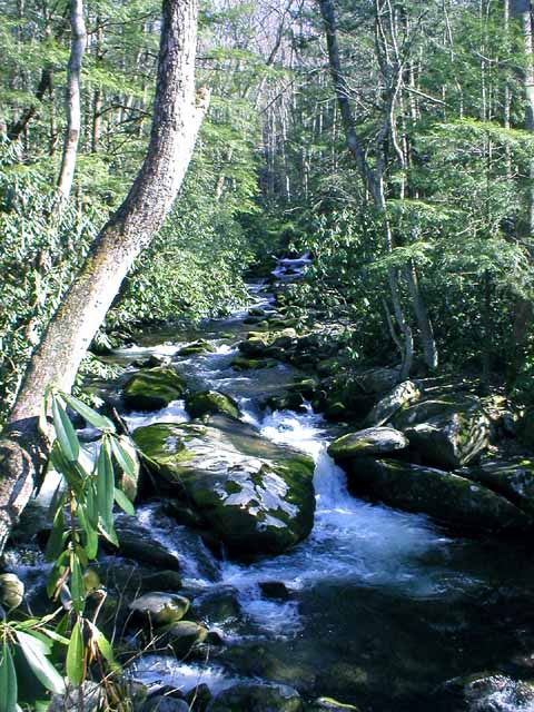 River in Smoky Mountains