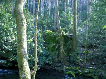 mossy rock on mountain river