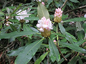 mountain laurel