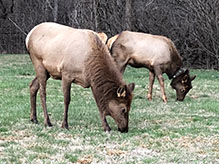 elk