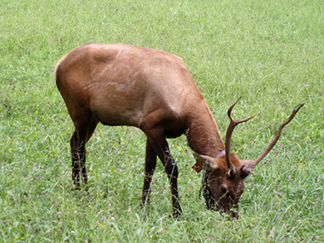 elk in cataloochee