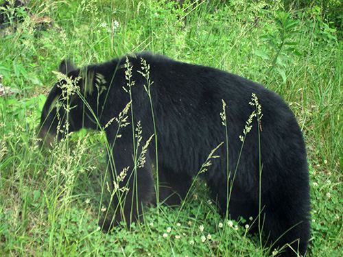 smoky mountain black bear