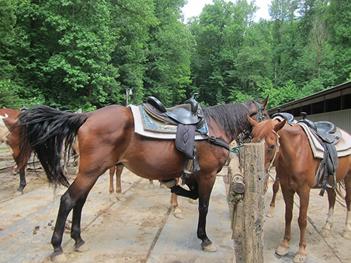 horseback riding smoky mountains